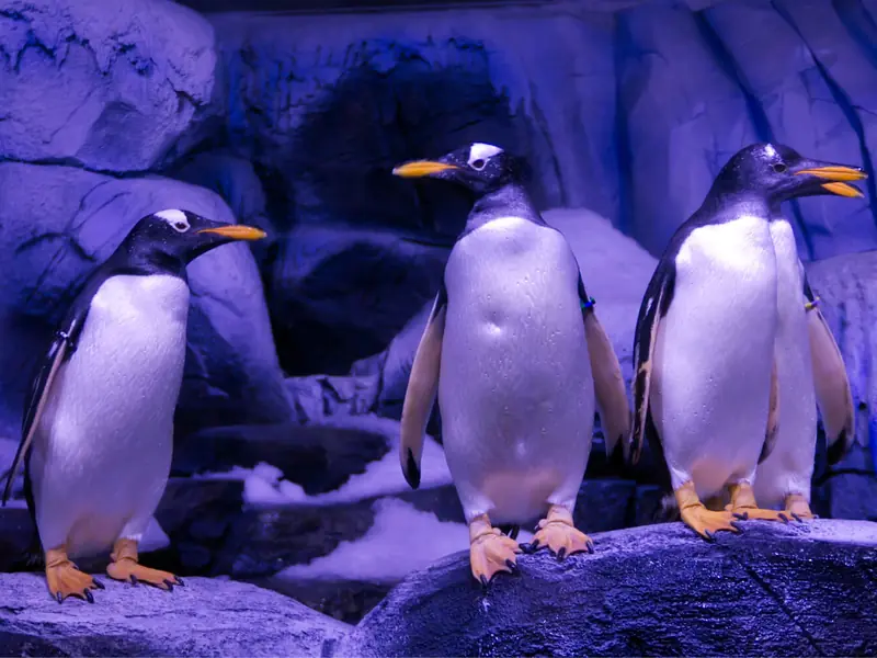 Gentoo penguins in the aquarium