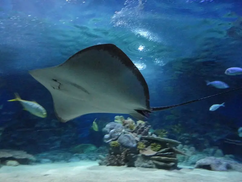 Ray swimming through the water