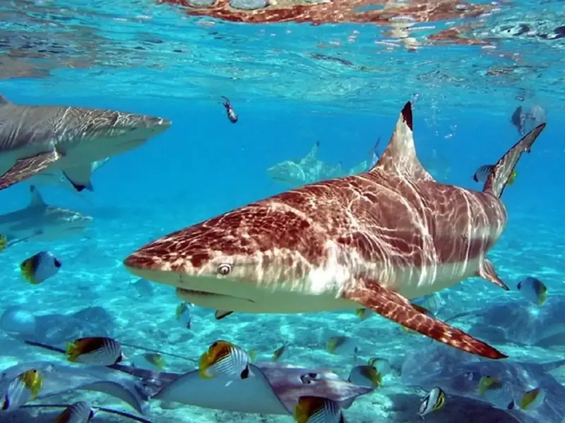 Shark swimming in an aquarium